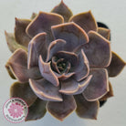 Echeveria 'Linda Jean'