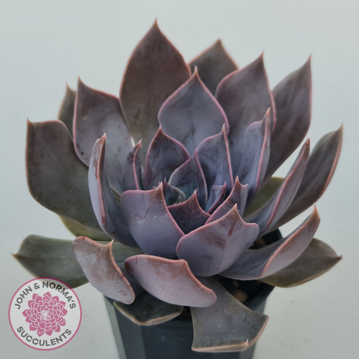 Echeveria 'Linda Jean'