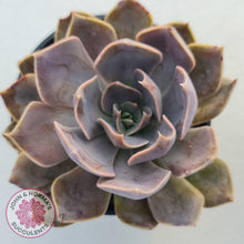 Load image into Gallery viewer, Echeveria Linda Jean - John &amp; Norma&#39;s Succulents
