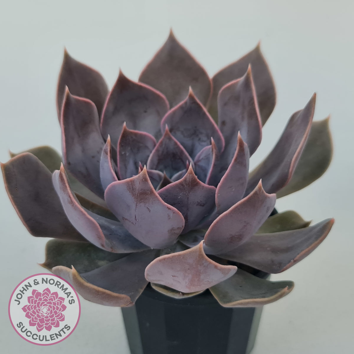 Echeveria 'Linda Jean'