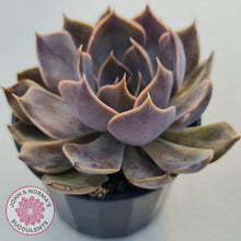 Load image into Gallery viewer, Echeveria Linda Jean - John &amp; Norma&#39;s Succulents
