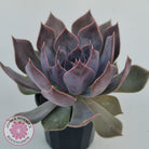Echeveria 'Linda Jean'