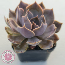 Load image into Gallery viewer, Echeveria Linda Jean - John &amp; Norma&#39;s Succulents
