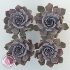 Echeveria 'Linda Jean'