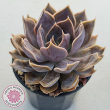 Load image into Gallery viewer, Echeveria Linda Jean - John &amp; Norma&#39;s Succulents
