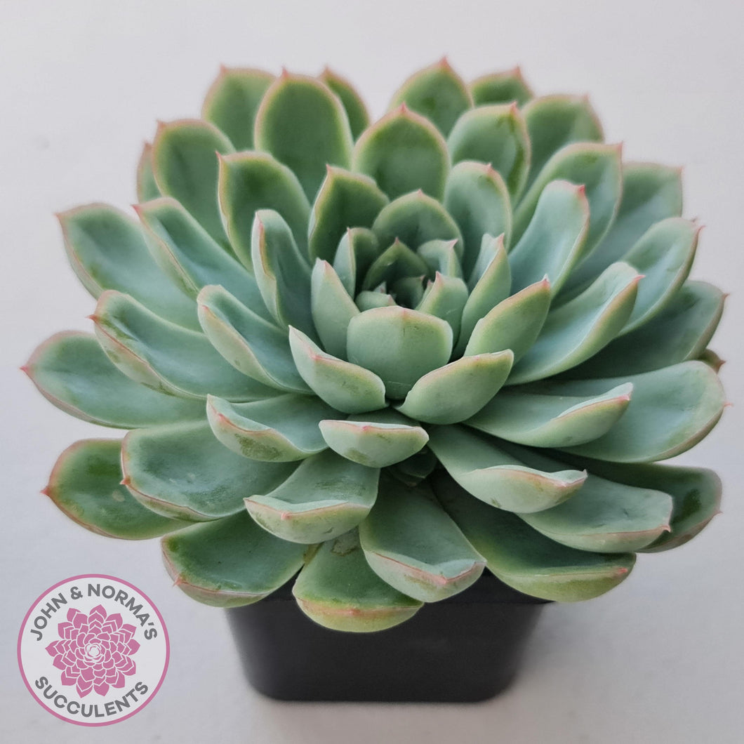 Echeveria 'Schichi Kuksi' - Lindsayana x Elegans - John & Norma's Succulents Australia