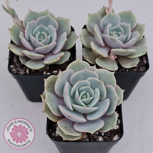 Echeveria Lola - John & Norma's Succulents