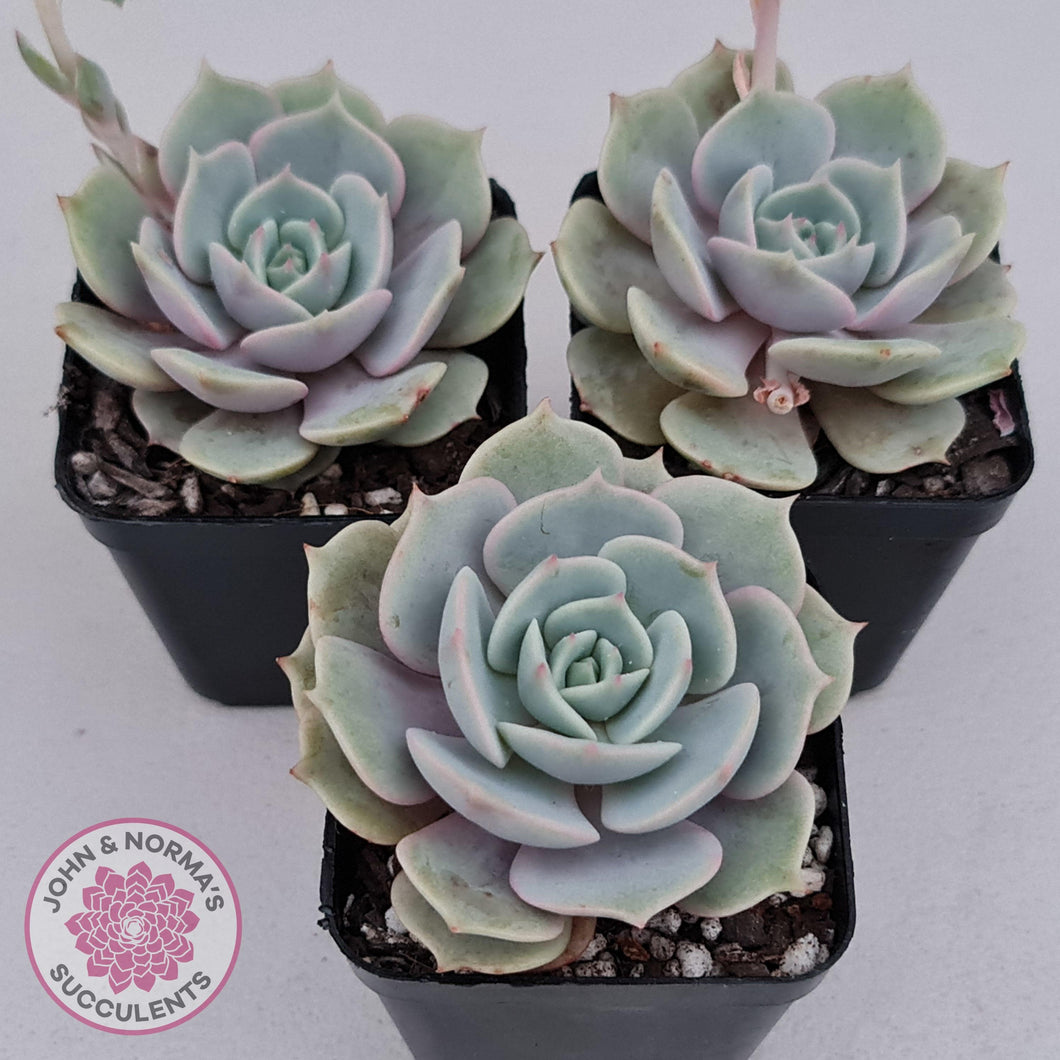 Echeveria Lola - John & Norma's Succulents