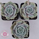 Echeveria Lola