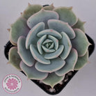 Echeveria Lola