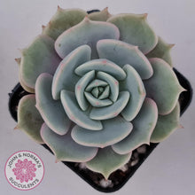 Load image into Gallery viewer, Echeveria Lola - John &amp; Norma&#39;s Succulents
