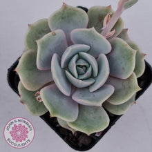 Load image into Gallery viewer, Echeveria Lola - John &amp; Norma&#39;s Succulents
