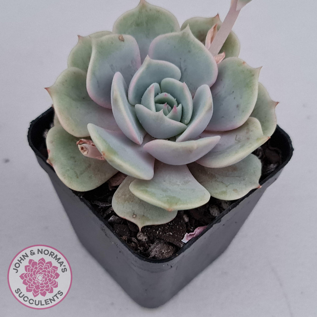 Echeveria Lola