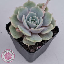Load image into Gallery viewer, Echeveria Lola - John &amp; Norma&#39;s Succulents
