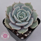 Echeveria Lola
