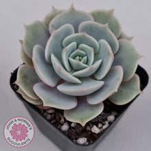 Load image into Gallery viewer, Echeveria Lola - John &amp; Norma&#39;s Succulents
