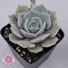 Echeveria Lola