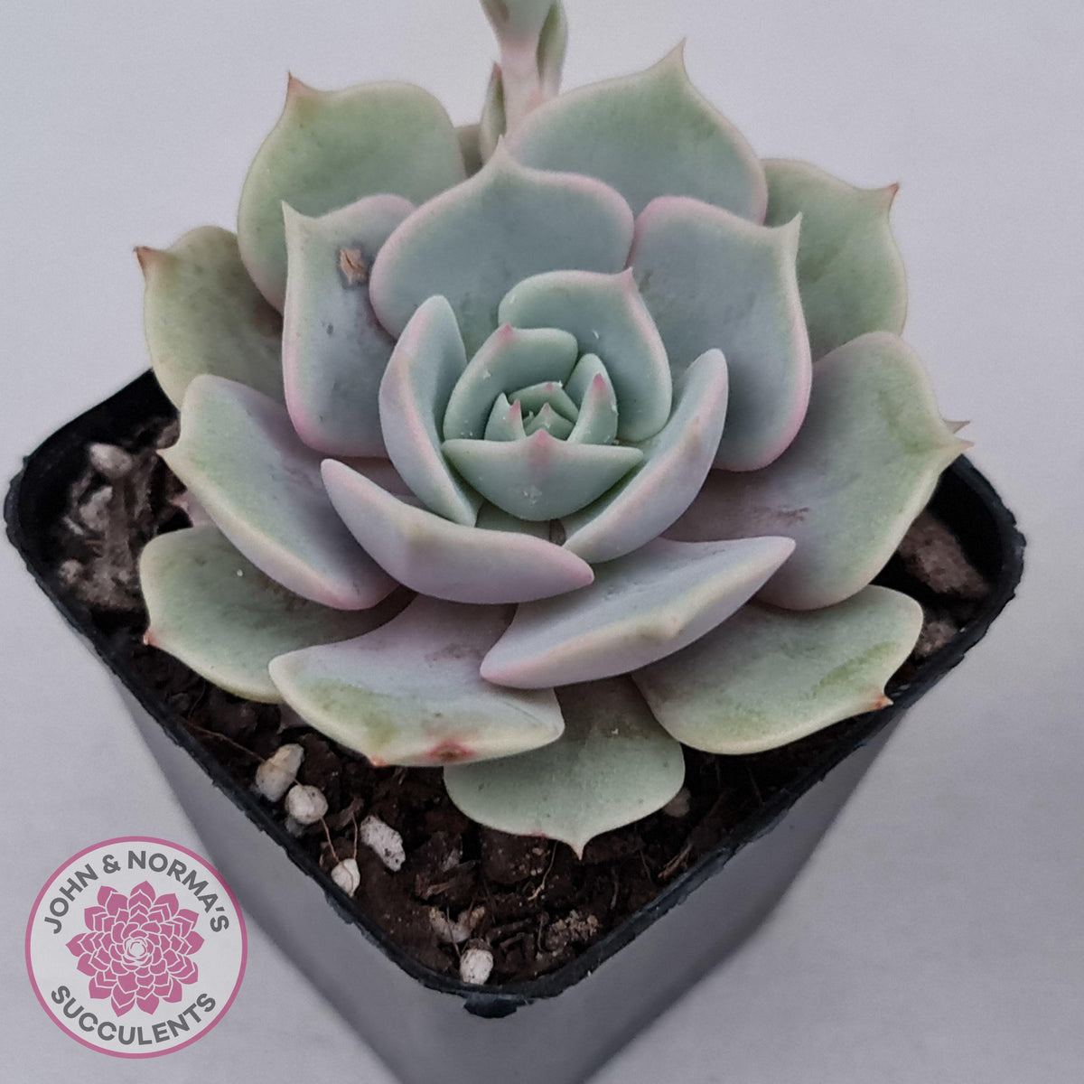 Echeveria Lola