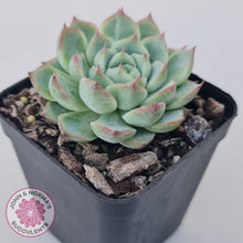 Load image into Gallery viewer, Echeveria &#39;Lone Star&#39; - John &amp; Norma&#39;s Succulents Australia
