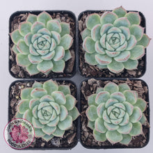 Load image into Gallery viewer, Echeveria &#39;Lone Star&#39; - John &amp; Norma&#39;s Succulents Australia
