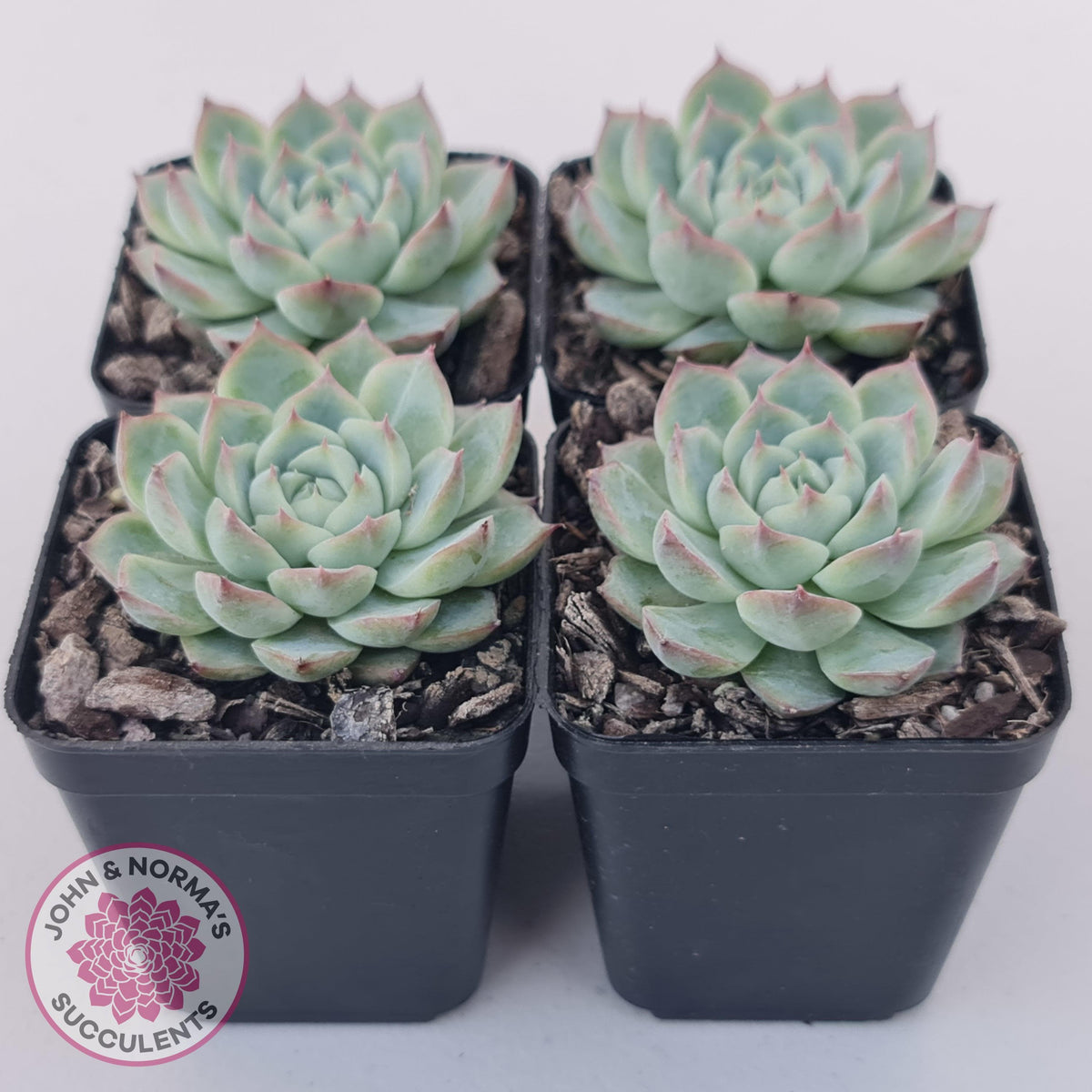 Echeveria 'Lone Star'