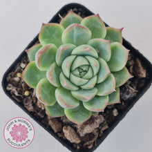 Load image into Gallery viewer, Echeveria &#39;Lone Star&#39; - John &amp; Norma&#39;s Succulents Australia
