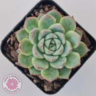 Echeveria 'Lone Star'