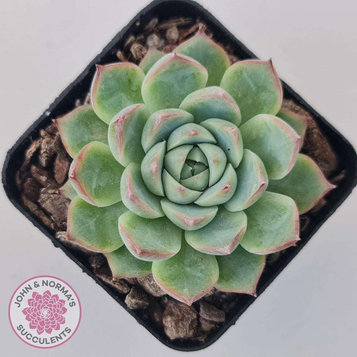 Echeveria 'Lone Star'