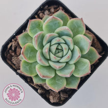 Load image into Gallery viewer, Echeveria &#39;Lone Star&#39; - John &amp; Norma&#39;s Succulents Australia
