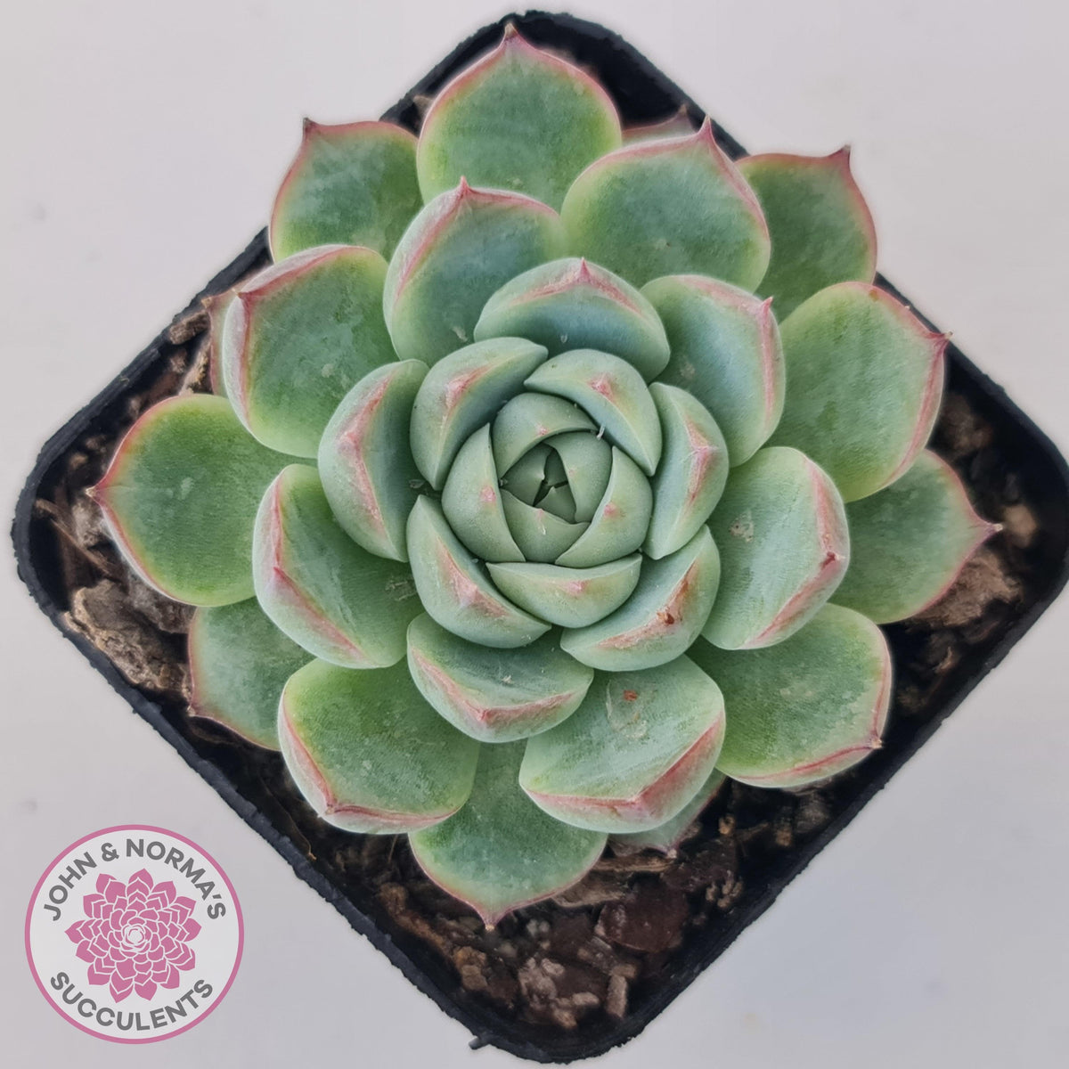 Echeveria 'Lone Star'