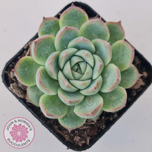 Load image into Gallery viewer, Echeveria &#39;Lone Star&#39; - John &amp; Norma&#39;s Succulents Australia
