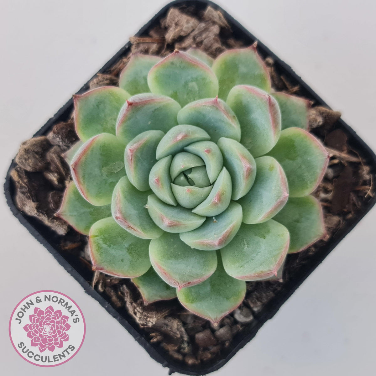 Echeveria 'Lone Star'