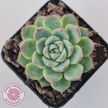 Load image into Gallery viewer, Echeveria &#39;Lone Star&#39; - John &amp; Norma&#39;s Succulents Australia
