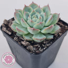 Echeveria 'Lone Star'