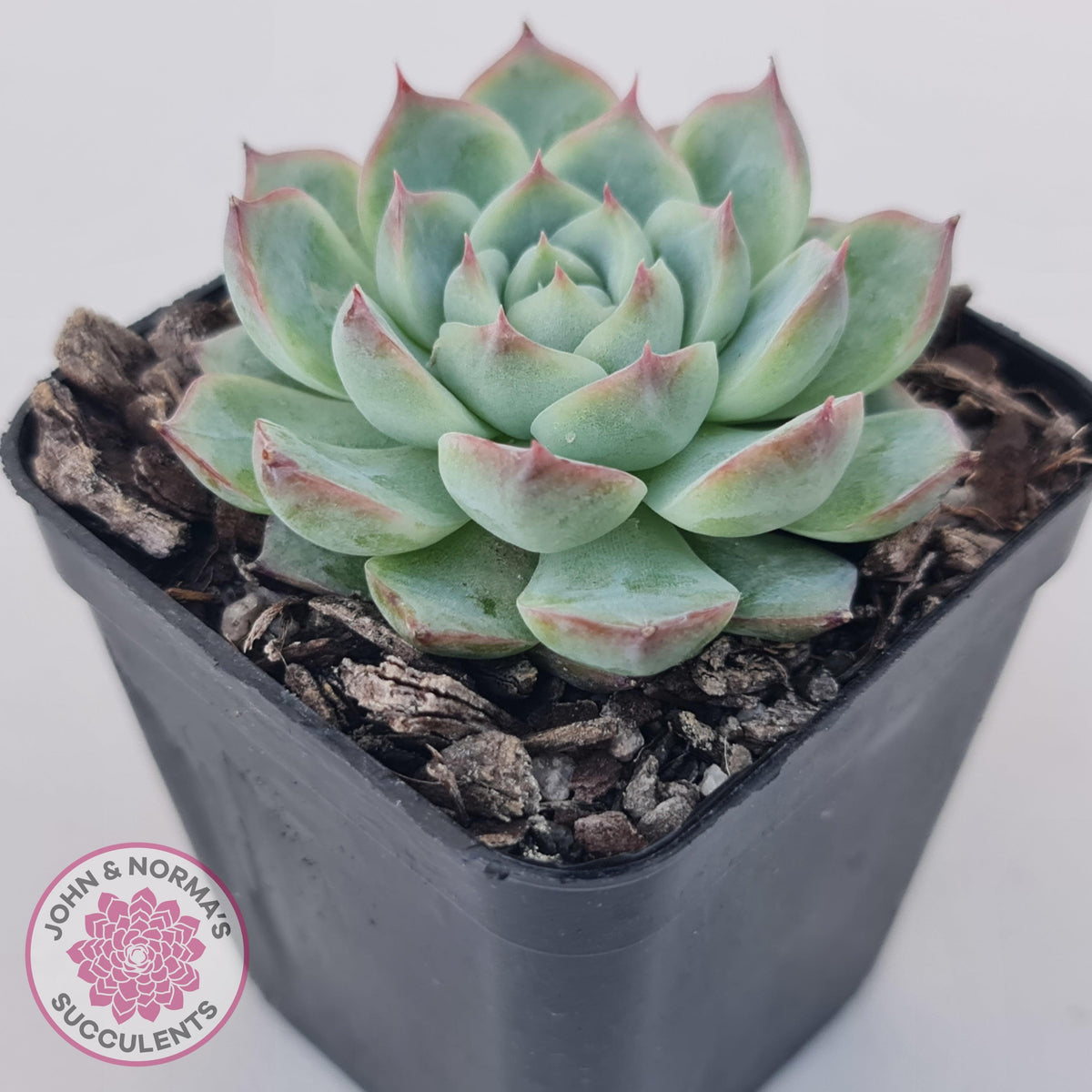 Echeveria 'Lone Star'