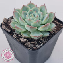 Load image into Gallery viewer, Echeveria &#39;Lone Star&#39; - John &amp; Norma&#39;s Succulents Australia
