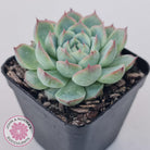Echeveria 'Lone Star'