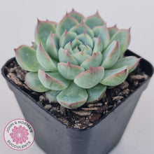 Load image into Gallery viewer, Echeveria &#39;Lone Star&#39; - John &amp; Norma&#39;s Succulents Australia
