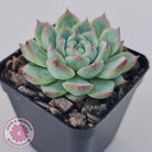 Echeveria 'Lone Star'