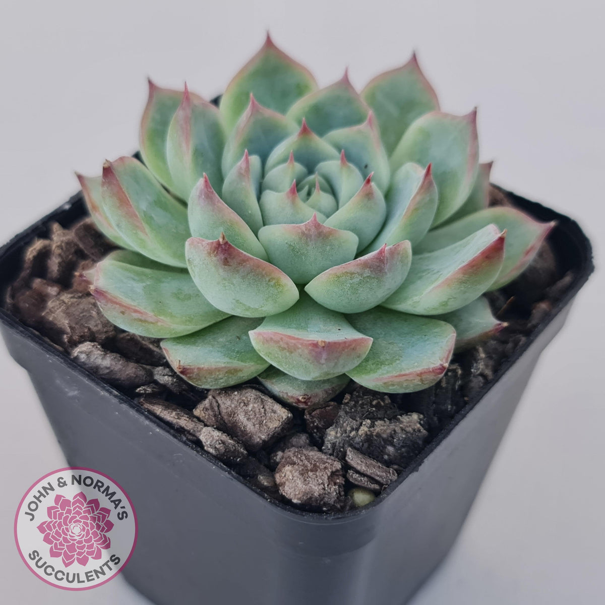 Echeveria 'Lone Star'