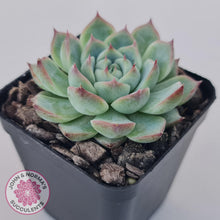 Load image into Gallery viewer, Echeveria &#39;Lone Star&#39; - John &amp; Norma&#39;s Succulents Australia
