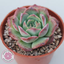 Load image into Gallery viewer, Echeveria &#39;Love Heart&#39; - John &amp; Norma&#39;s Succulents Australia
