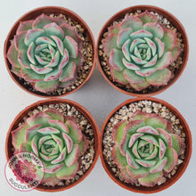 Load image into Gallery viewer, Echeveria &#39;Love Heart&#39; - John &amp; Norma&#39;s Succulents Australia
