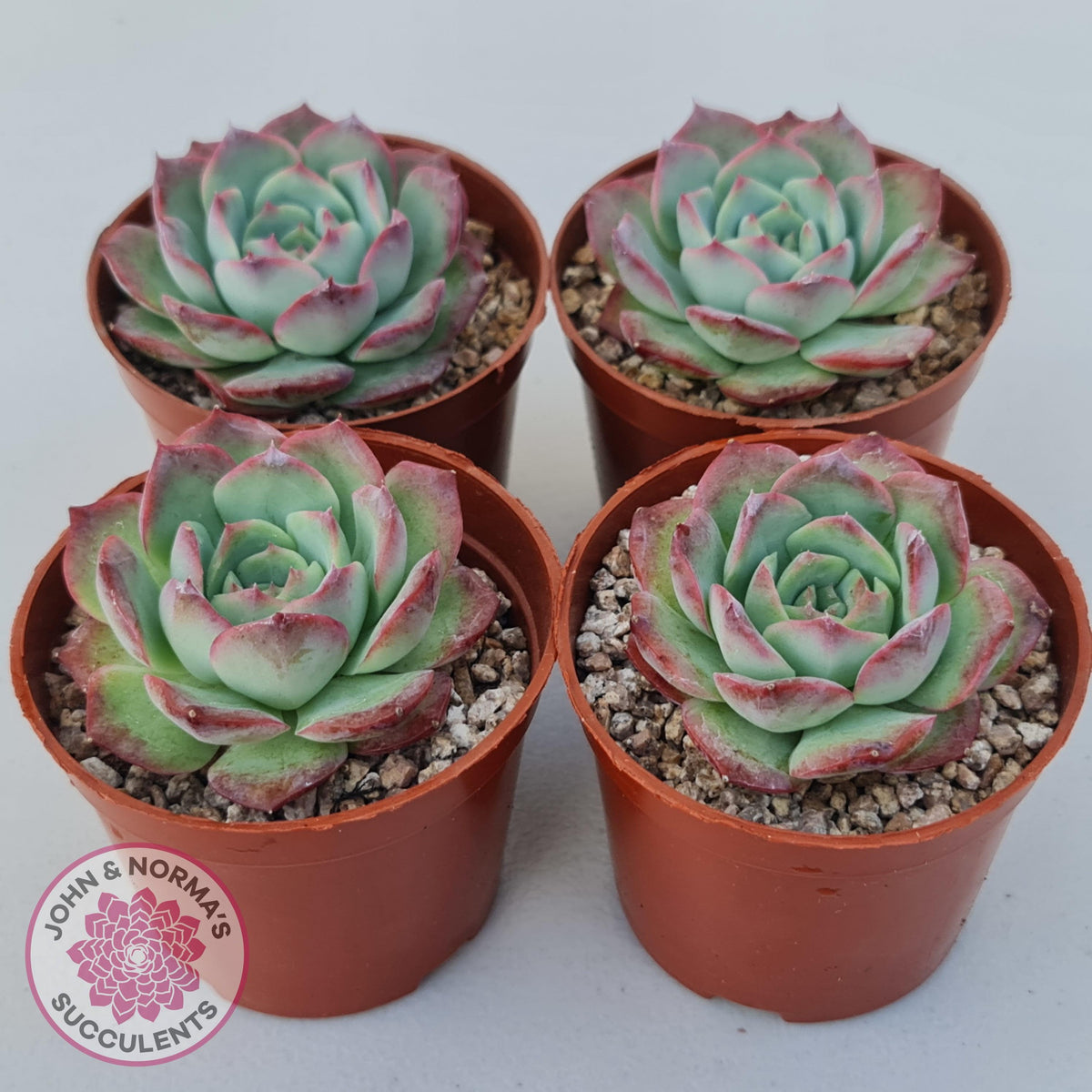 Echeveria 'Love Heart'