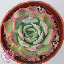 Load image into Gallery viewer, Echeveria &#39;Love Heart&#39; - John &amp; Norma&#39;s Succulents Australia
