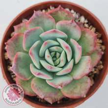 Load image into Gallery viewer, Echeveria &#39;Love Heart&#39; - John &amp; Norma&#39;s Succulents Australia
