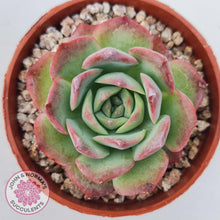 Load image into Gallery viewer, Echeveria &#39;Love Heart&#39; - John &amp; Norma&#39;s Succulents Australia
