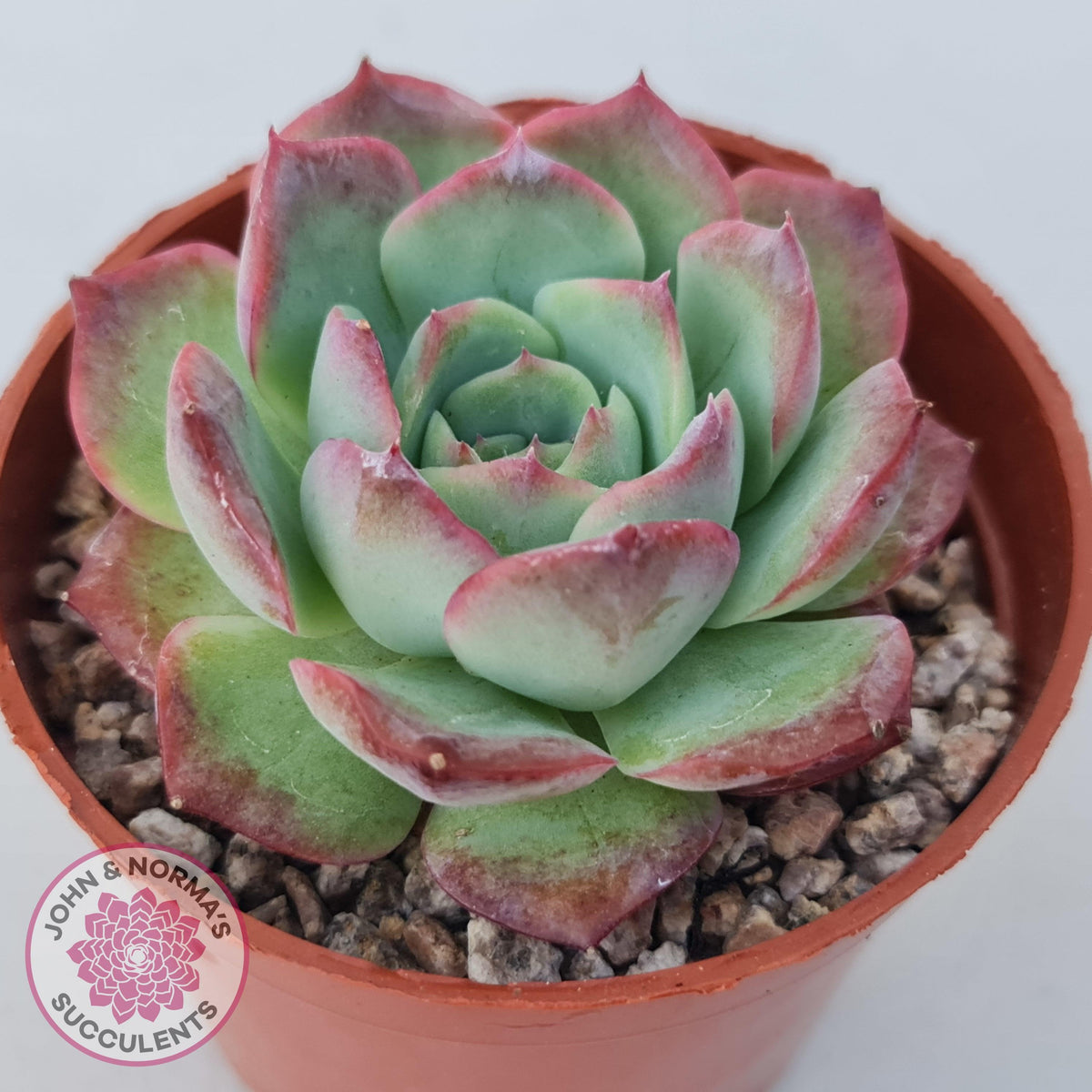 Echeveria 'Love Heart'