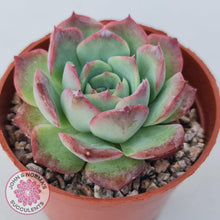 Load image into Gallery viewer, Echeveria &#39;Love Heart&#39; - John &amp; Norma&#39;s Succulents Australia
