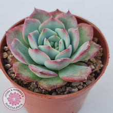 Load image into Gallery viewer, Echeveria &#39;Love Heart&#39; - John &amp; Norma&#39;s Succulents Australia
